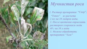 Болезни яблони и методы лечения