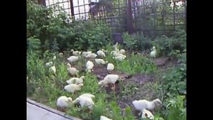 Гуси строятся, главное дисциплина