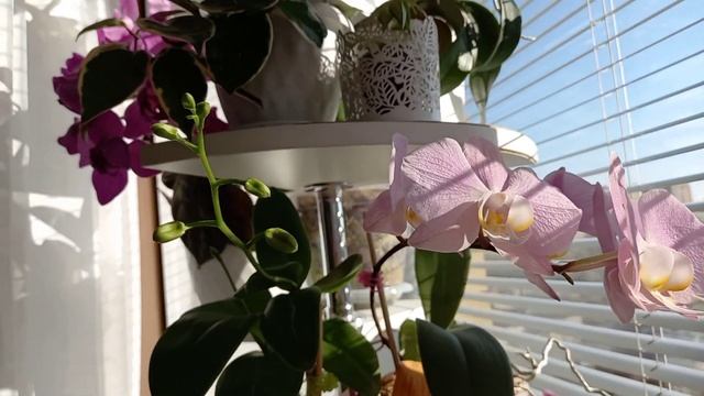 Апрель 2023 Водопад цветов на восточном окне ?? смотреть онлайн