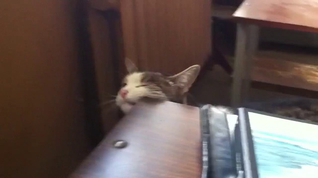 Кыс-Кыс смотреть онлайн