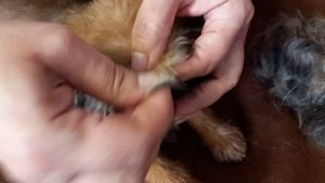 Тримминг щенка брюссельского гриффона. Как дома самим навести красоту.