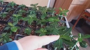 АДЕНИУМЫ.   Проблема со мной)))). А адешки растут.