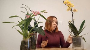 КАК подготовить орхидеи к посадке в ЗАКРЫТУЮ СИСТЕМУ?