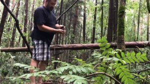 Сверхлёгкая Лучковая Ураган Пила - тест в лесу