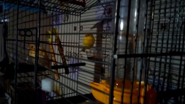 Диалог Канареек. Гадости 1 часть. смотреть онлайн