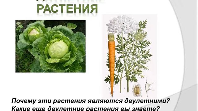 Ботаника – наука о растениях