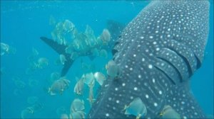 Огромные акулы. Плавание людей с китовыми акулами на Филиппинах.