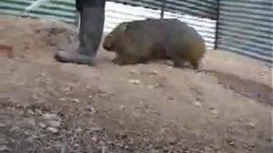 Вомбат чудо зверь Woombat is funny animal  Почеши вомбата