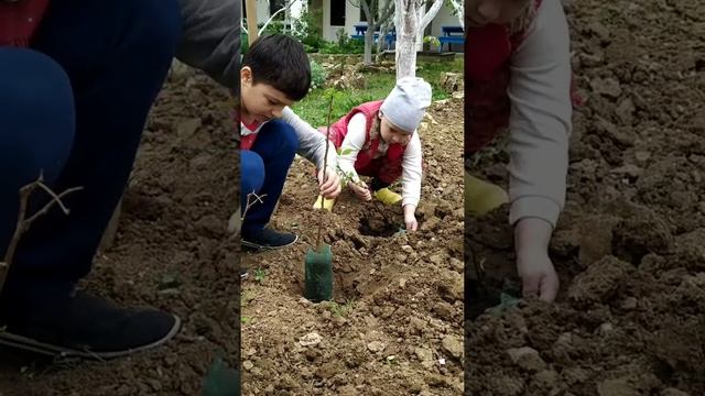 Посадка дерева, малины и клубники) смотреть онлайн