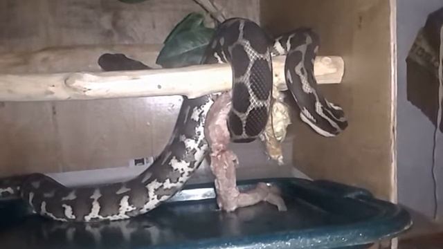 Carpet python strikes a bird, but eat a fish