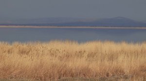 Казахстан. Озеро Биликоль. Жамбыльская область.