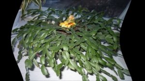 Как размножить декабрист