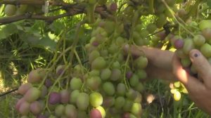 @Виноград 2018  Виноград Парижанка  Отзыв о винограде