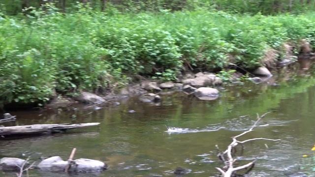 Хариус - рыбалка на таёжной реке #2 смотреть онлайн