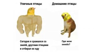 Приколы с попугаями. КТО Я? | Мемозг #420