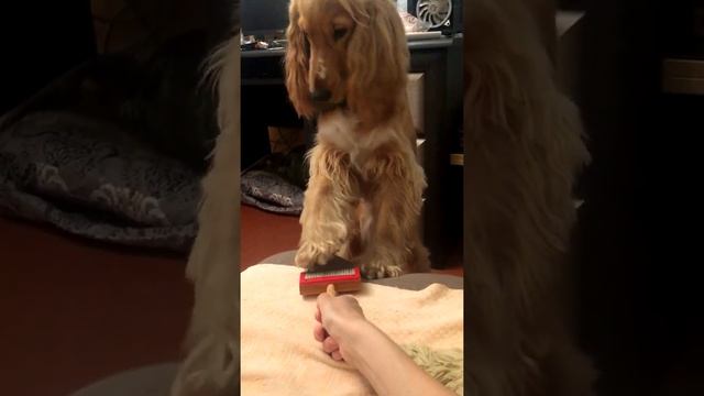 Маникюр для собаки | Уход за Спаниелем [Прикол] смотреть онлайн