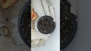Содержание банановых сверчков
