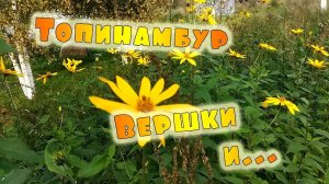 Топинамбур. Что делать с вершками?