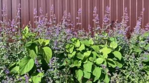 Питомник-Гортензий.рф все заказы ??????☎️8-926-645-46-99 Андрей Малышев