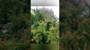 Цветение горноалтайской ели в Долгой Поляне