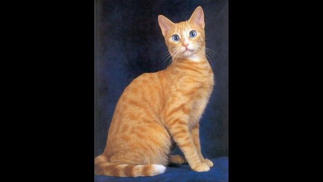 Бразильская короткошерстная кошка