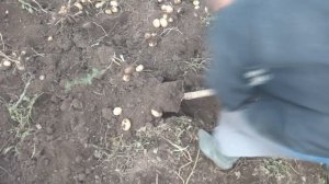 УРОЖАЙ КАРТОФЕЛЯ 2019! Копаем картошку, урожай радует!