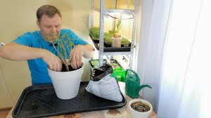 Пересадка денежного дерева