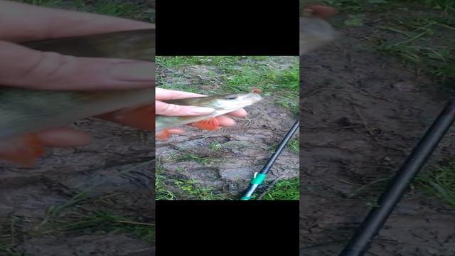 Рыбалка. Как вам такой окушок