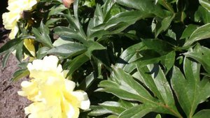 Smith Family Yellow | R2 Flowers BV | Peonies