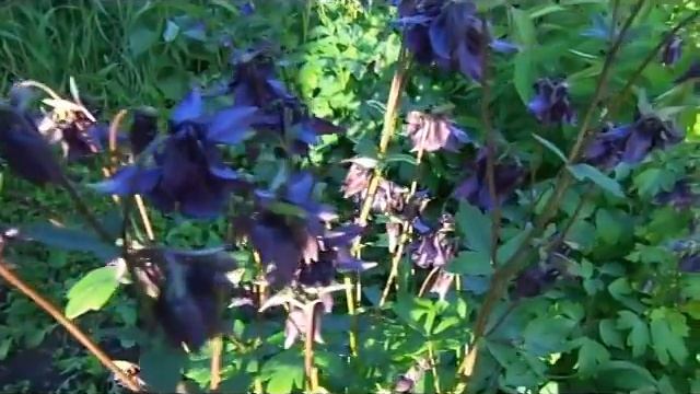 Аквилегия цветет смотреть онлайн