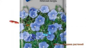 Лен обыкновенный Небесная лазурь (nebesnaya lazur') ? обзор: как сажать, семена льна Небесная лазур