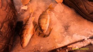 Зимняя рыбалка в палатке на окуня. Крутинский район  озеро Салтаим (26-02-2021).