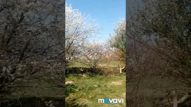 краснодарский край Афипский Цветущие деревья весной 6 04 2019