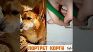 Как нарисовать корги