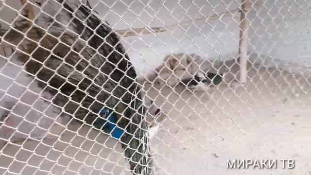 #Shahrisabz#zoopark#hayvonot_olami ШАХРИСАБЗ ЗООПАРК ХАЙВОНОТ БОГИ  1-КИСМ
