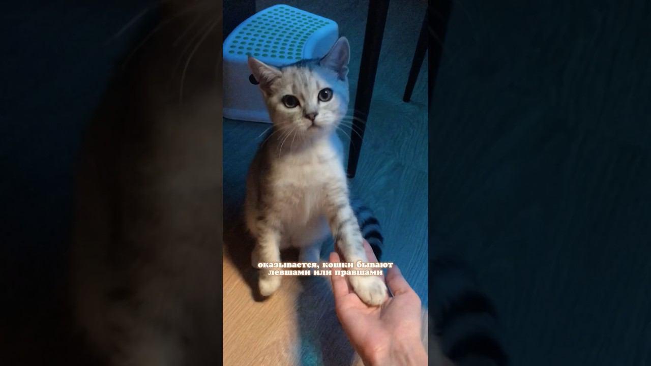 А у вас левша или правша? #catshorts смотреть онлайн