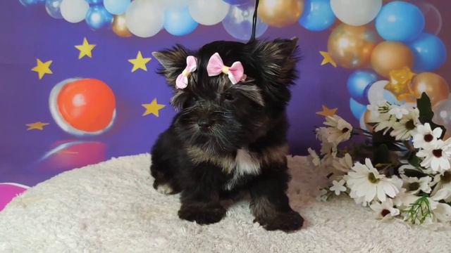 цветной Йорк, девочка в продаже. www.dog-mini.ru