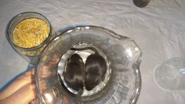Наши мышки Песчанки временное пристанище пока дочь моет клетку