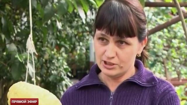 Цитрусовая голова: в екатеринбургском дендропарке вырастили килограммовый лимон смотреть онлайн