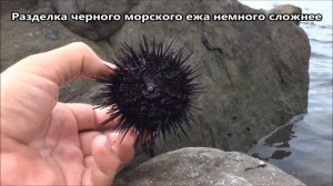 Как есть морского ежа