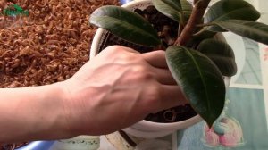 ? Защищаем растения с помощью дегтярного мыла. Используем дома и в саду - 7 дач