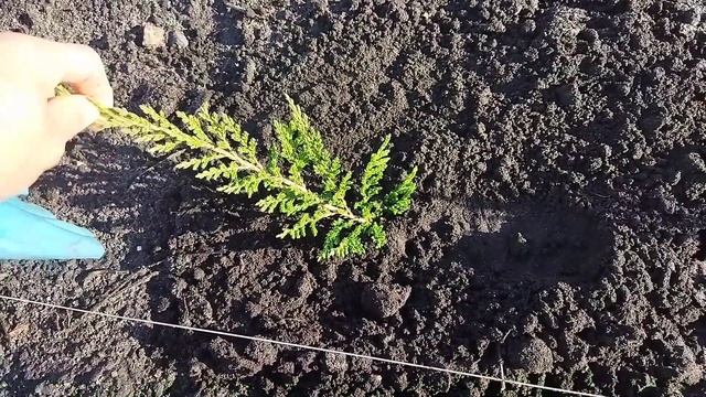 как попрошайка??/ящерица ?/капуста для борща в зиму? смотреть онлайн