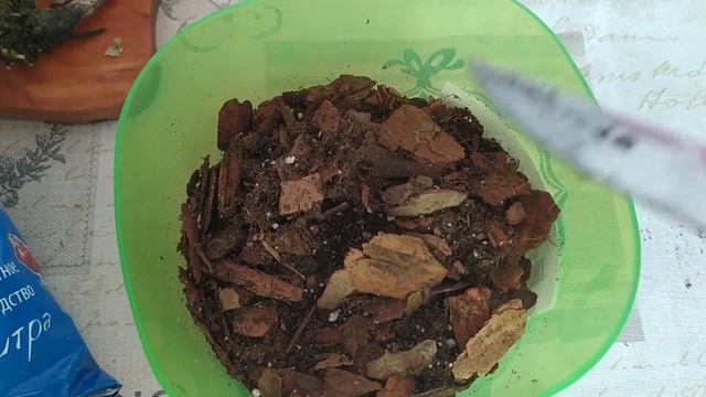 Отделение деток орхидеи и высадки на постоянное место в горшок.