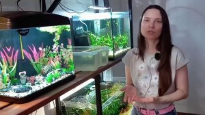 Пластиковый декор в аквариуме - ЗА и ПРОТИВПластиковый декор в аквариуме - ЗА и ПРОТИВ