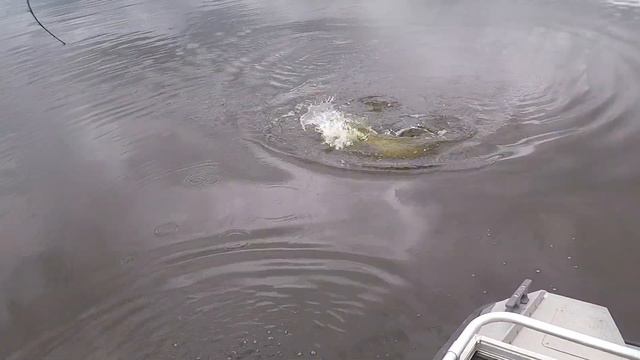 Две большие щуки с одной точки на крупный селикон. p.Lielupe смотреть онлайн