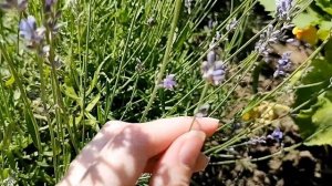 Когда срезать цветы лаванды? Советы по срезу лаванды.