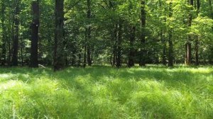 Закон Генетической Нищеты.Наталья Грэйс