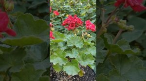 Pelargonium Garnet Rosebud - пеларгония Garnet Rosebud