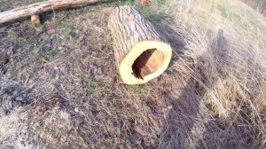 Изготовление колоды для пчёл Медвежий вариант