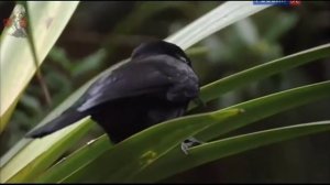 Новокаледонский ворон / Умнейшая птица